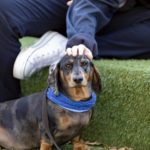 Therapy dachshund Smudgee