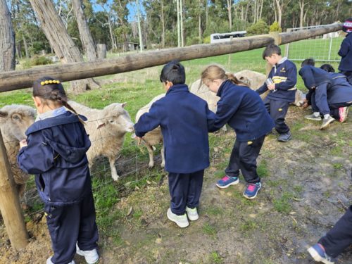 Students feeding sheep through a fence
