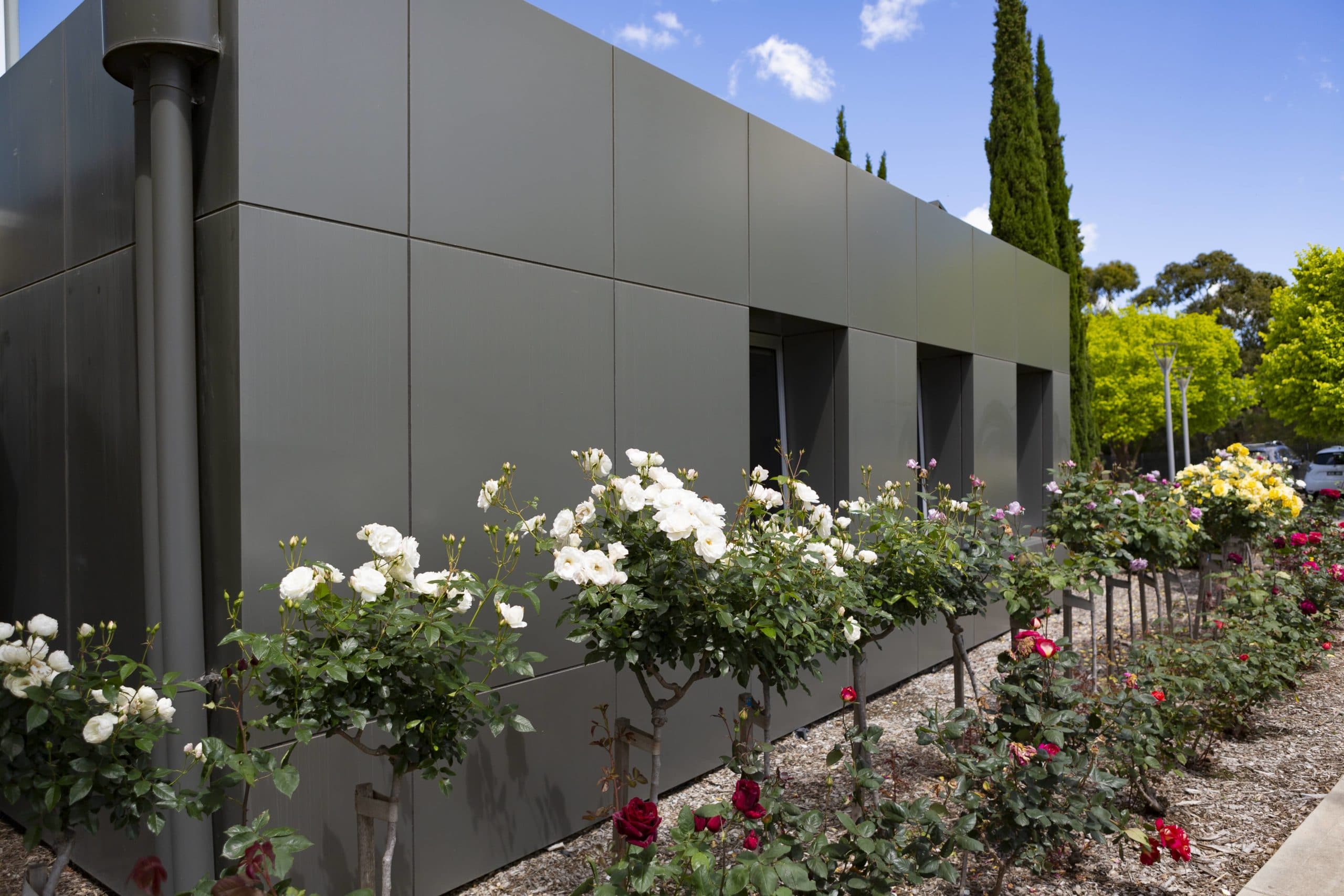 White roses at Beaconhills College