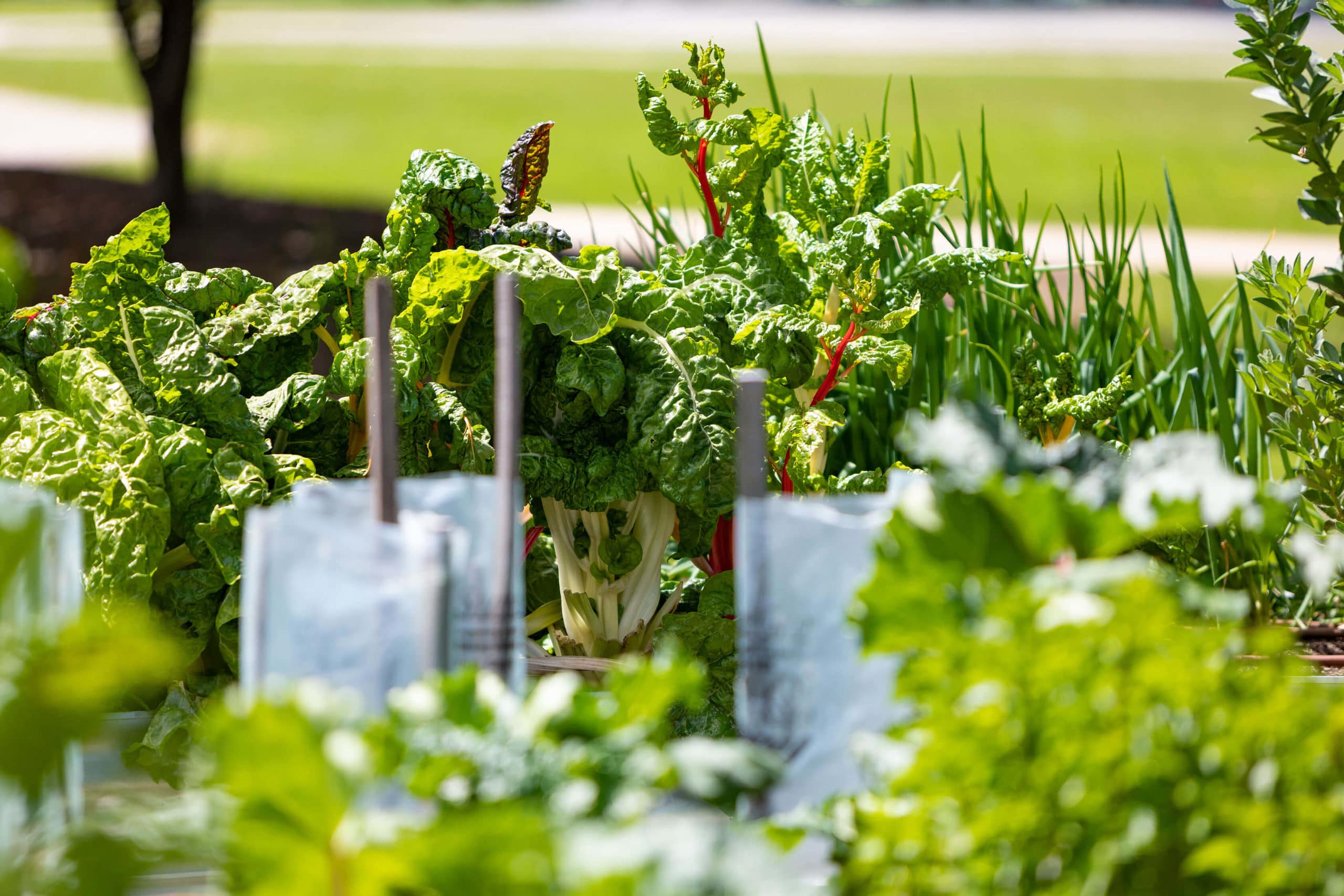 Beaconhills College vegetable garden