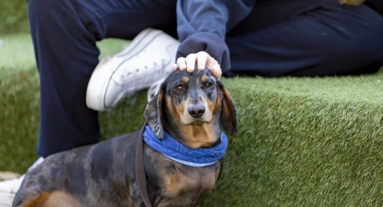 Therapy dachshund Smudgee