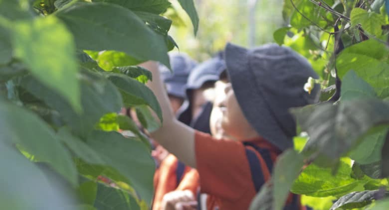 Little beacons students picking vegetables