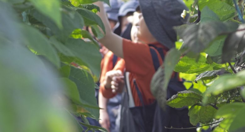 Little beacons students picking vegetables